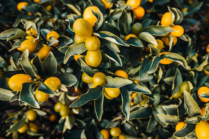 Fertilizantes para frutales